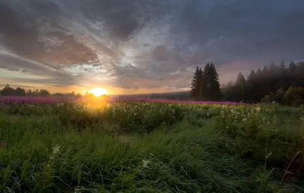 Картинка поле, лето, солнце, пейзаж, природа, туман, восход, рассвет