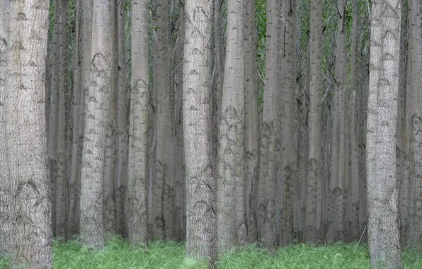 Картинка лес, деревья, природа, стволы