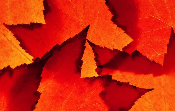 Картинка осень, листья, природа, лист, цвет, клен, багрянец