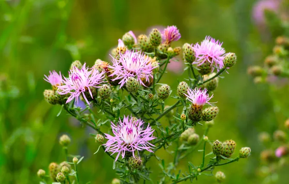 Flower, pink, meadow