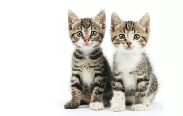Взгляд, кошки, поза, котенок, котята, белый фон, парочка, дуэт