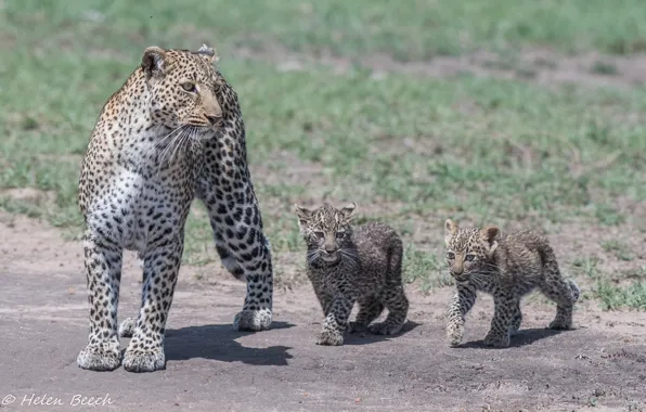Хищники, семья, Африка, дикие кошки, трио, леопарды, семейство, мать