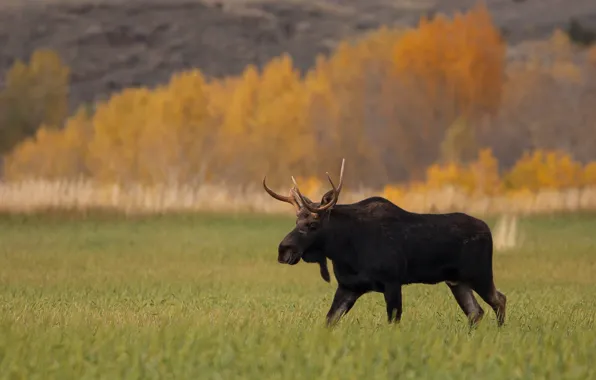 Картинка field, autumn, wildlife, fall, moose