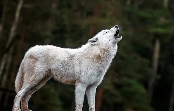 Картинка nature, predator, animal, wolf, wildlife, portrait, portrait., Canis lupus. face