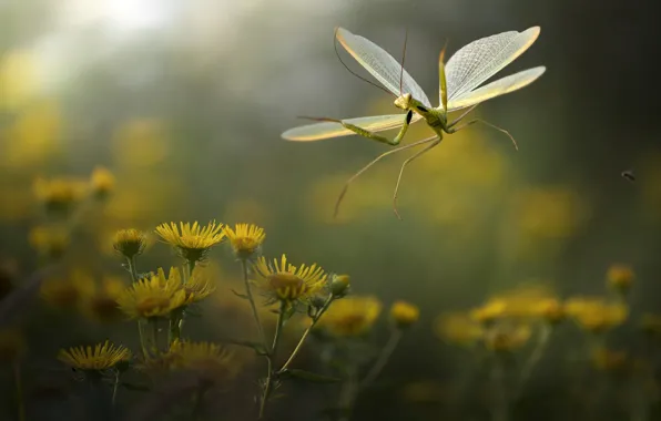 Макро, цветы, природа, богомол, насекомое, Roberto Aldrovandi