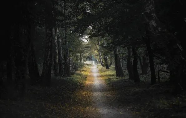 Картинка forest, trees, leaves, trail, birch