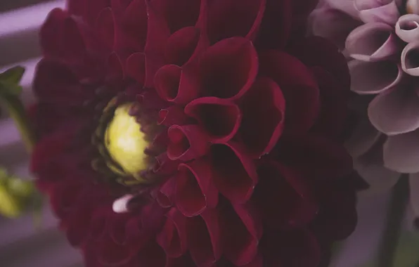 Цветок, макро, цветы, красный, природа, flower, flowers, цветочный