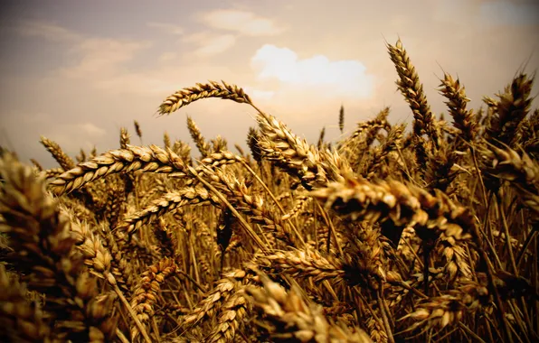 Картинка пшеница, поле, макро, природа, фото, колосья