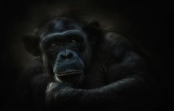 Взгляд, шимпанзе, примат