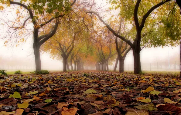 Картинка осень, листья, город, туман, улица