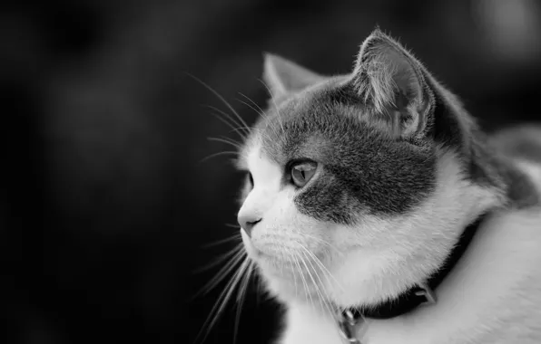 Кошка, взгляд, портрет, мордочка, чёрно-белая, профиль, ошейник, монохром