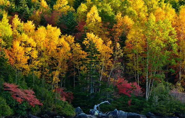 Картинка осень, лес, деревья, пейзаж, природа, растения, forest, trees