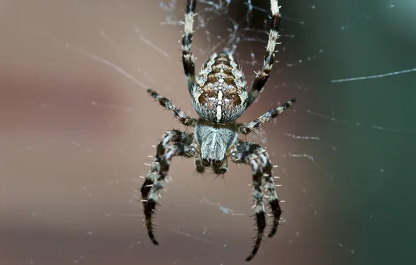 Картинка паутина, паук, spider