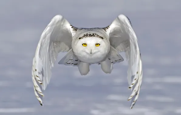 Сова, крылья, полёт, полярная сова, белая сова