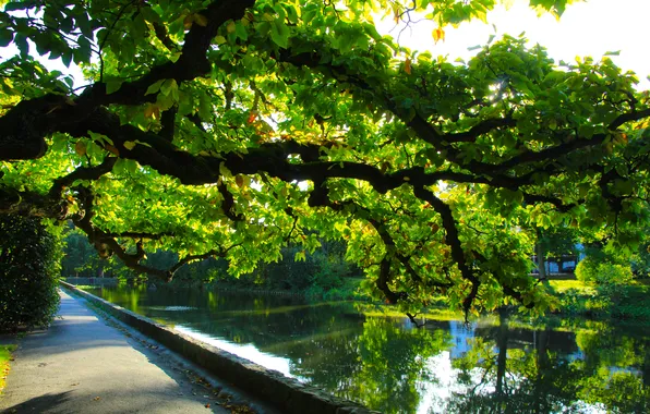 Картинка park, tree, pond