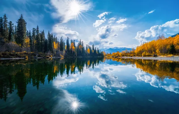 Forest, reflection, water mirror