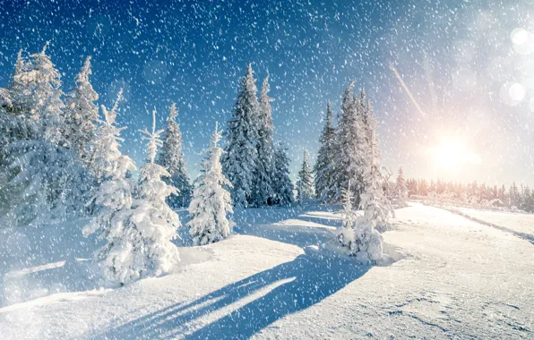 Природа, Зима, Деревья, Снег, Ель, Снежинки