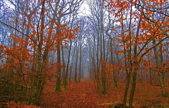 Картинка осень, лес, туман, листва, forest, Autumn, leaves, fog