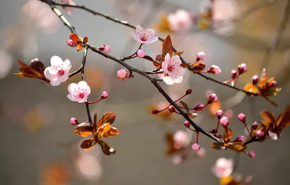 Картинка деревья, ветки, цветочки, trees, flowers, соцветия, branches, buds