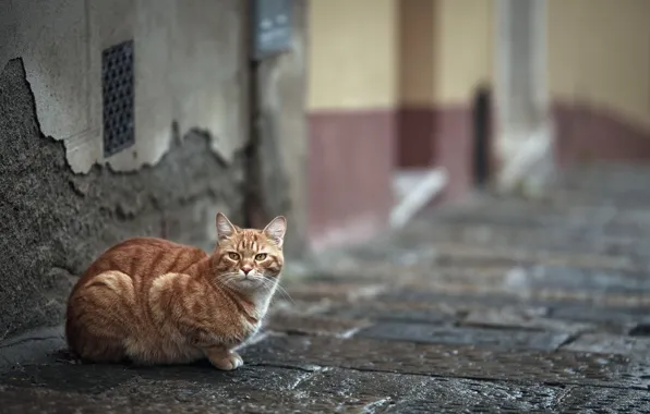 Картинка кошка, город, улица