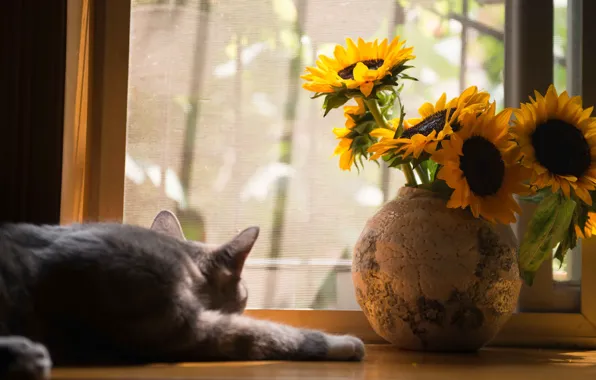 Картинка кошка, кот, свет, подсолнухи, цветы, поза, букет, окно