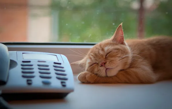 Картинка кот, окно, рыжий, спит