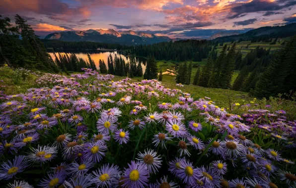 Картинка поле, лес, лето, небо, закат, цветы, холмы, вечер