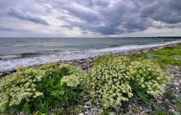 Море, лето, небо, облака, цветы, тучи, галька, берег