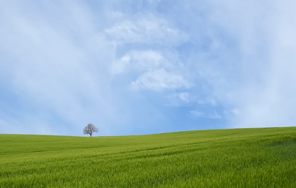 Картинка поле, небо, дерево, весна