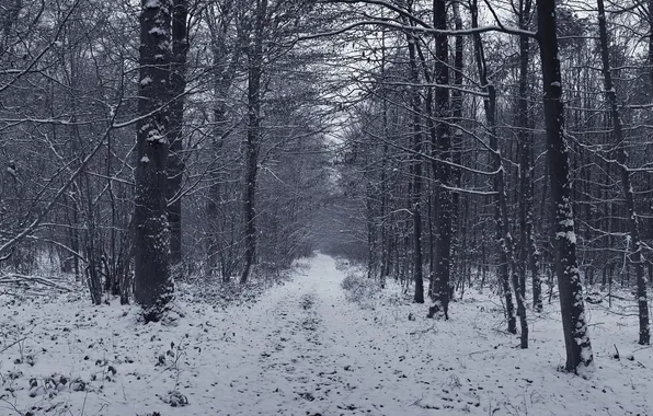 Дорога, лес, снег, деревья, Зима