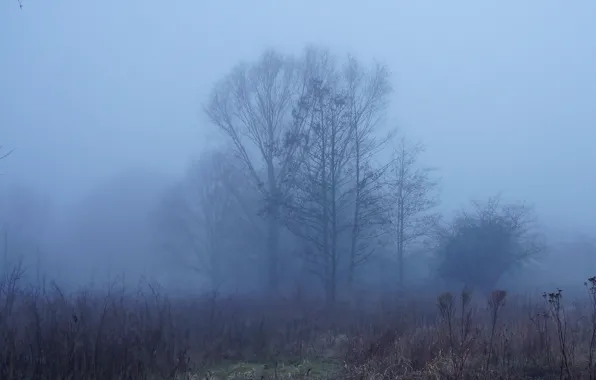 Dark, forest, fog, twig