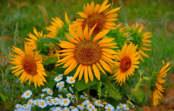 Картинка Лето, Подсолнухи, Summer, Sunflowers