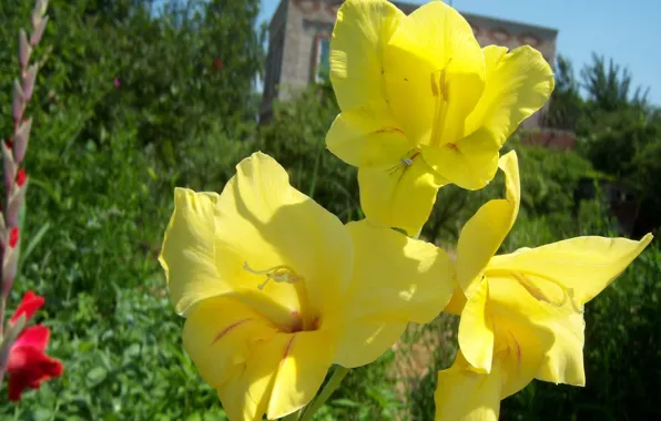 Цветы, жёлтые, гладиолусы, Mamala ©