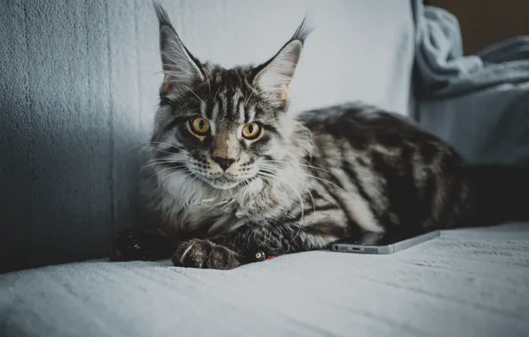 Кошка, глаза, кот, шерсть, порода, maine coon, Мейн кун, Мейн-кун