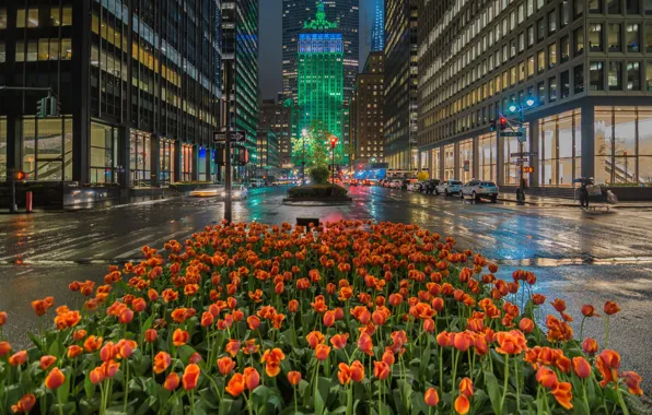 Картинка цветы, улица, здания, дома, Нью-Йорк, Манхеттен, тюльпаны, клумба