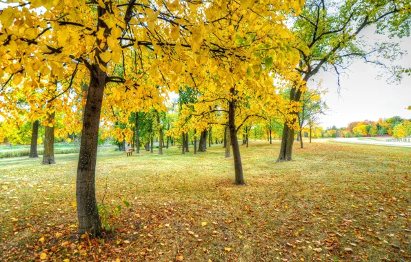 Картинка осень, трава, листья, деревья, парк, дорожка, скамья