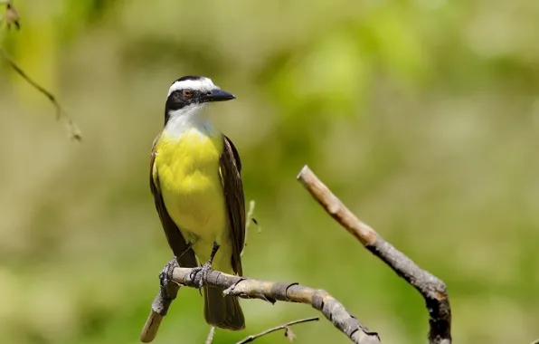 Yellow, Bird, Beak, Eye, Branch, Bem-Te-Vi