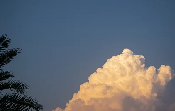 Sky, cloud, sky blue, palm, cloudy, bluesky