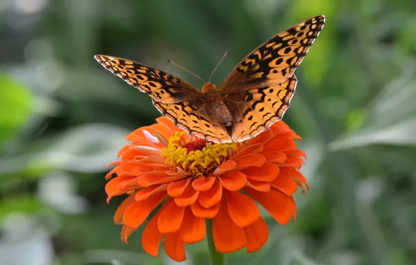 Цветок, бабочка, крылья, насекомое