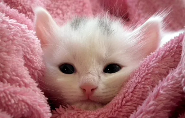 Кошка, белый, взгляд, крупный план, уют, котенок, фон, розовый