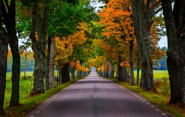 Дорога, осень, лес, листья, деревья, природа, парк, colors