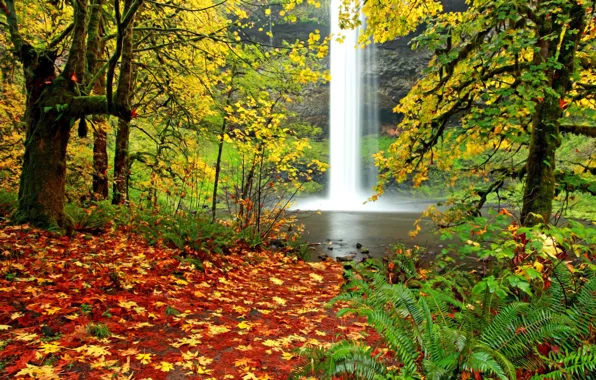 Лес, листья, пейзаж, природа, водопад, Осень, листопад, папоротник