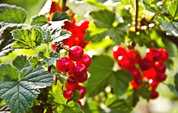 Природа, ягоды, nature, berries, красная смородина, red currant