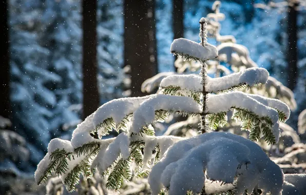Картинка зима, лес, снег, деревья, природа, ёлочка