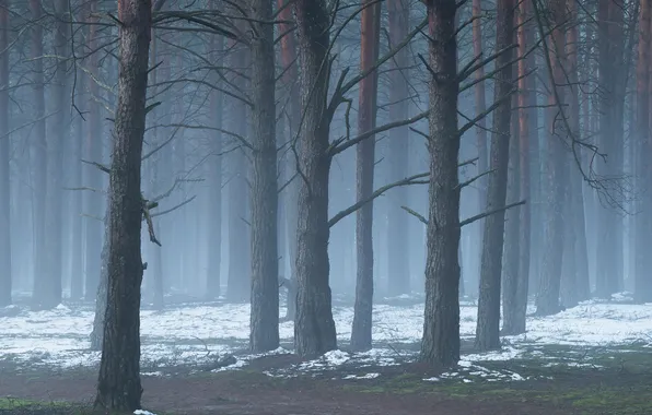 Ice, forest, winter, snow