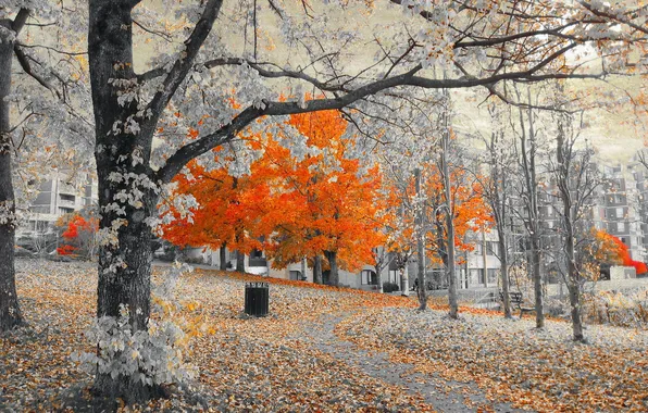 Деревья, город, улица, дома