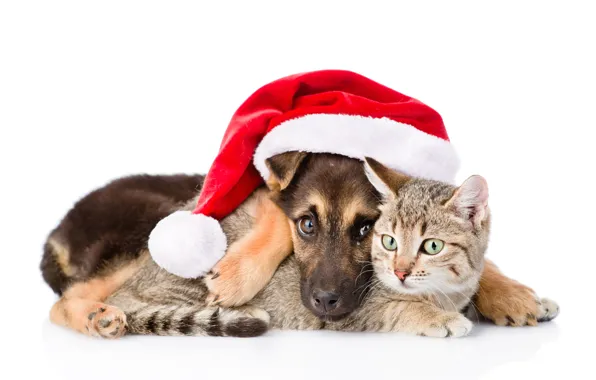 Кошка, собака, Новый Год, Рождество, Christmas, dog, 2018, Merry Christmas