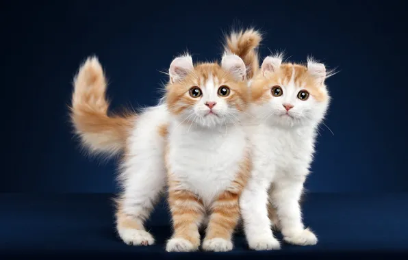 Картинка кошка, взгляд, поза, фон, две, мордочка, котёнок, парочка