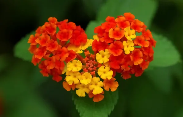 Wallpaper, flower, palnt
