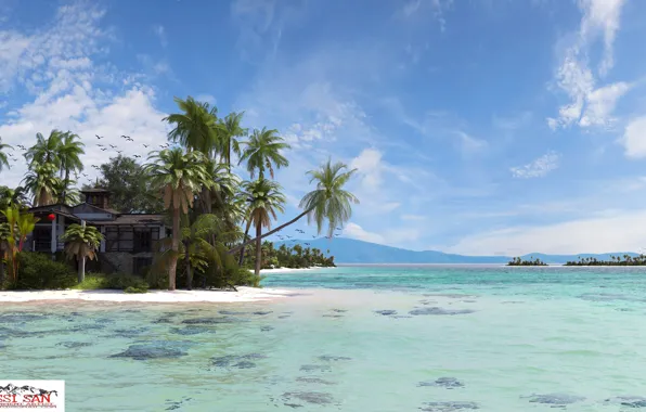 Море, природа, растительность, остров, private island